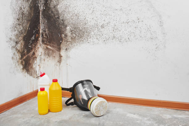 Best Mold Remediation  in Hildale, UT
