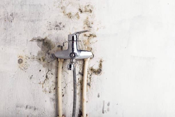 Best Mold Remediation Experts  in Hildale, UT