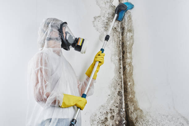 Best Crawl Space Mold Removal  in Hildale, UT