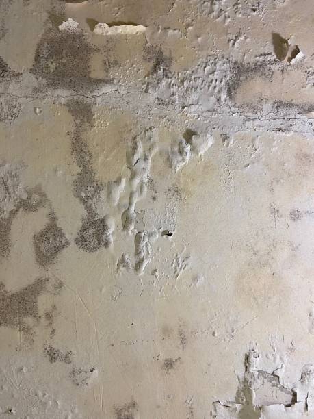 Best Toxic Mold Removal  in Hildale, UT