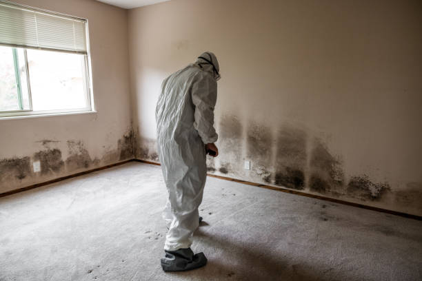 Best Professional Mold Removal  in Hildale, UT