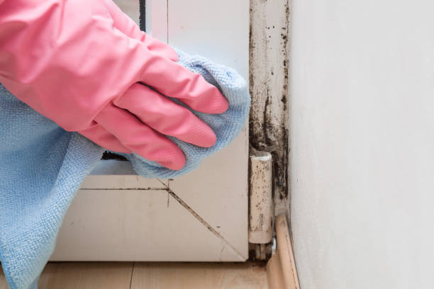 Best Office Mold Removal Services  in Hildale, UT