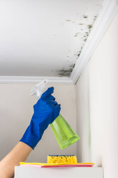 Best Professional Mold Removal  in Hildale, UT