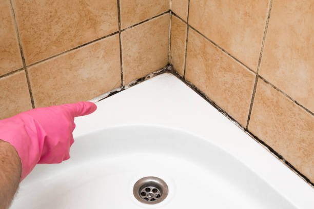 Best Emergency Mold Removal  in Hildale, UT